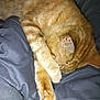 animal, blanket, cat, claws, close_up, covering_face, cozy, cute, domestic_cat, feline, fur, indoor, orange_tabby, paw, pet, relaxed, resting, sleeping, soft, whiskers