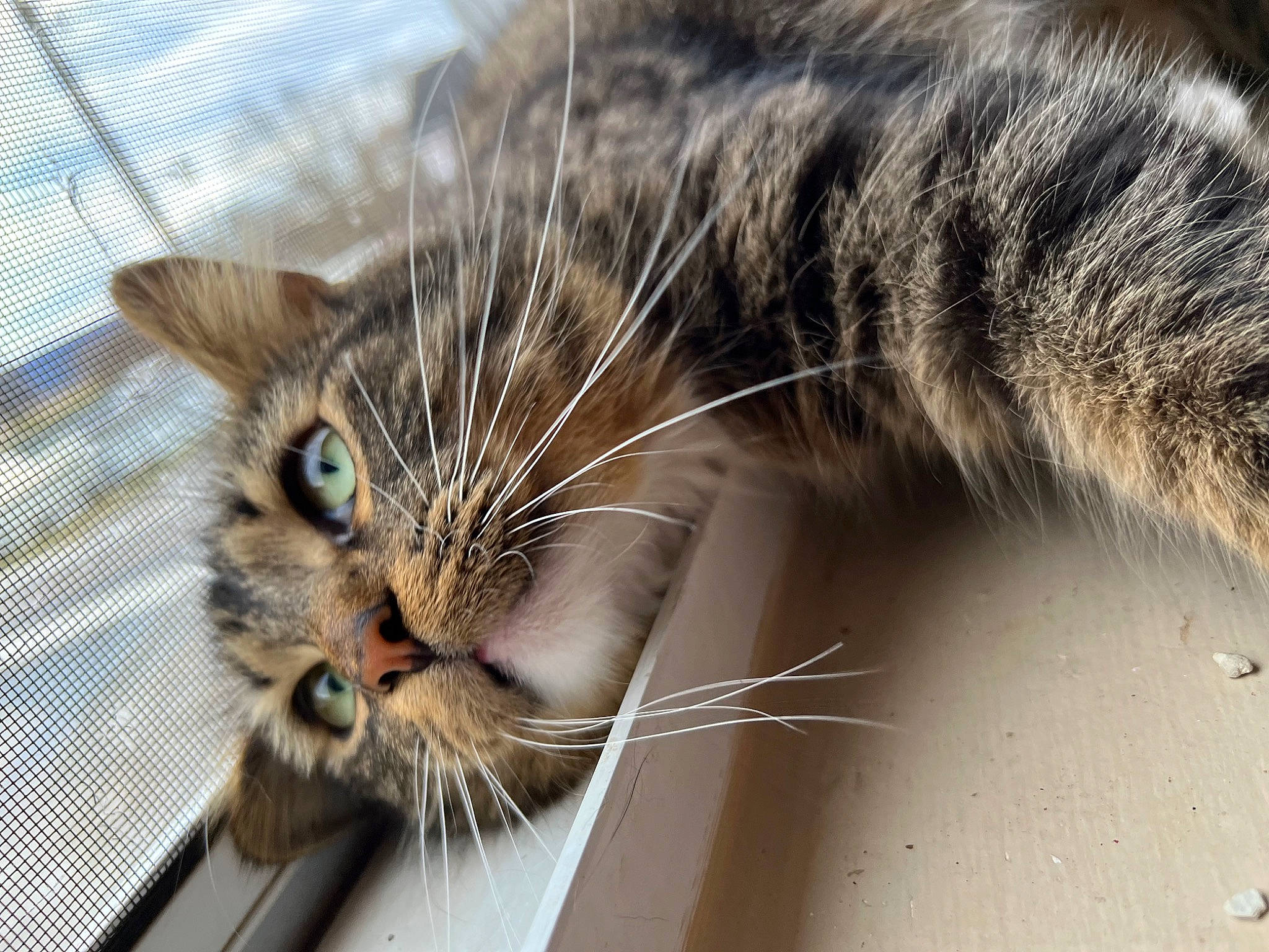 Wednesday joined the competition — help win amazing prizes! carnivore, cat, claw, close_up, domestic_short_haired_cat, felidae, fur, grass, human_body, iris, macro_photography, paw, small_to_medium_sized_cats, snout, tail, terrestrial_animal, whiskers, wildlife, window