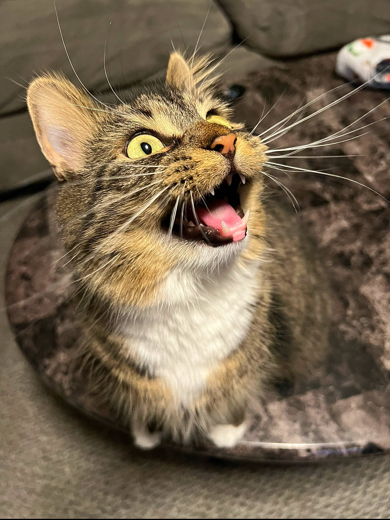 Wednesday is registered to the contest to win money with this photo: carnivore, cat, claw, domestic_short_haired_cat, eye, fang, felidae, foot, fur, head, iris, paw, roar, small_to_medium_sized_cats, snout, terrestrial_animal, tooth, whiskers, window, yawn