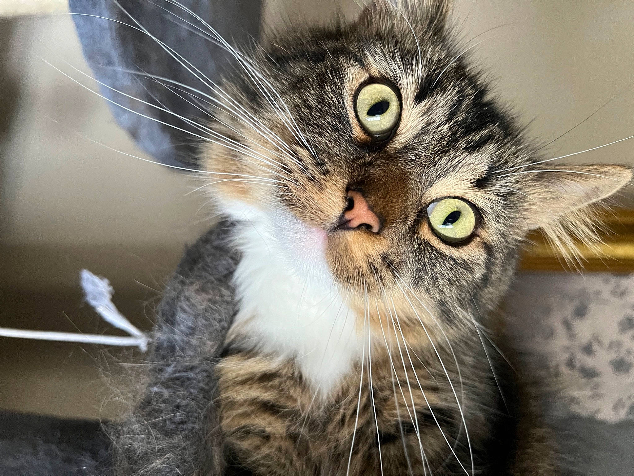 Wednesday is registered to the contest to win money with this photo: carnivore, cat, claw, close_up, curious, domestic_short_haired_cat, ear, eye, felidae, fur, macro_photography, organism, paw, small_to_medium_sized_cats, snout, tail, terrestrial_animal, whiskers, wildlife