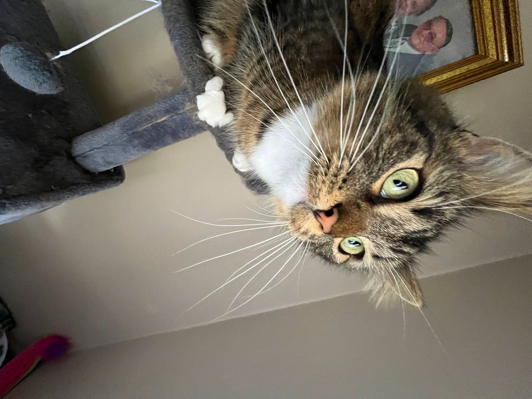 Wednesday joined the competition — help win amazing prizes! bicycle_fork, carnivore, cat, claw, domestic_short_haired_cat, felidae, fur, paw, picture_frame, small_to_medium_sized_cats, snout, tail, whiskers