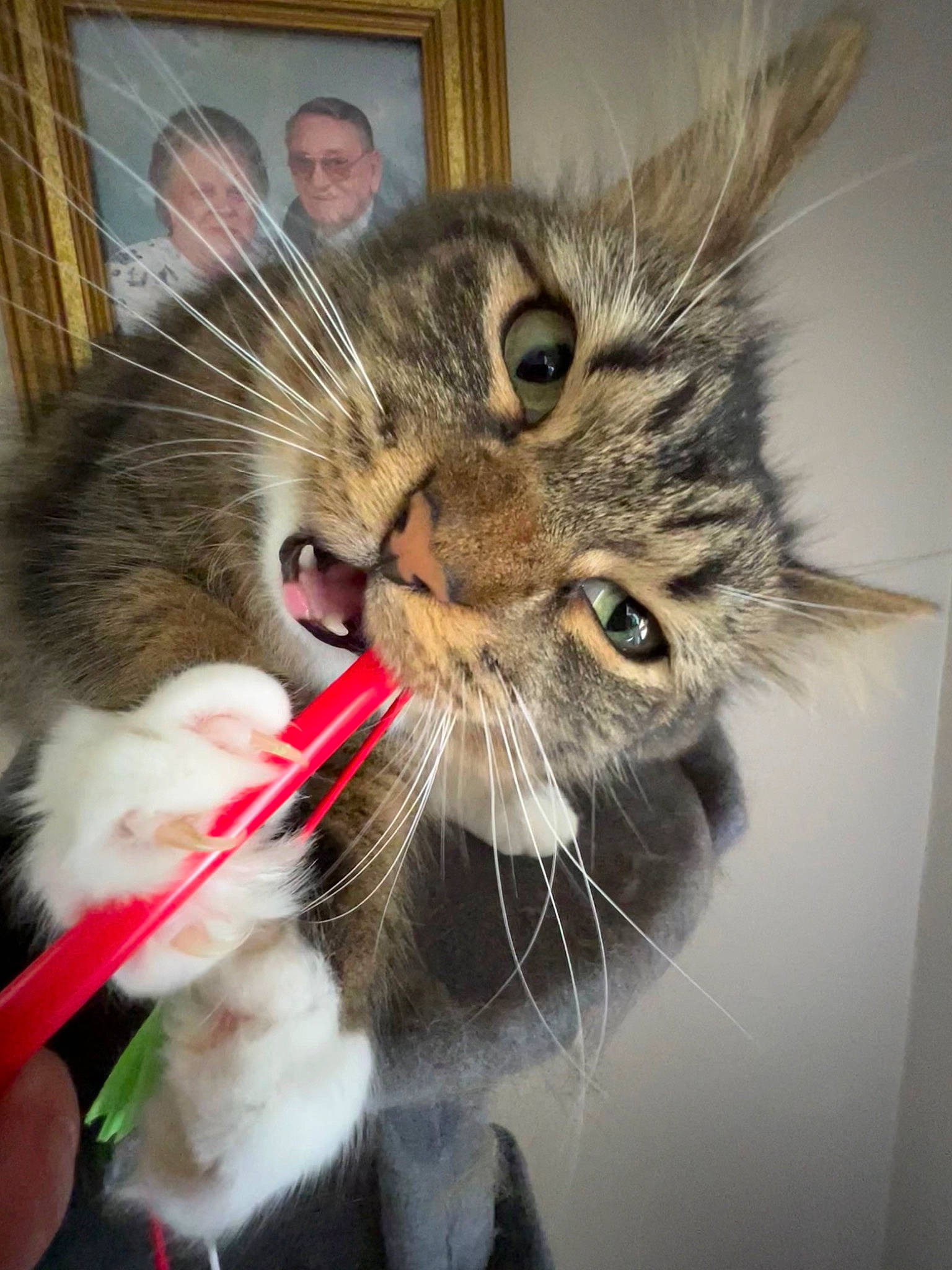 Wednesday is registered to the contest to win money with this photo: carnivore, cat, claw, domestic_short_haired_cat, felidae, foot, fur, gesture, maine_coon, paw, small_to_medium_sized_cats, snout, tail, whiskers, window