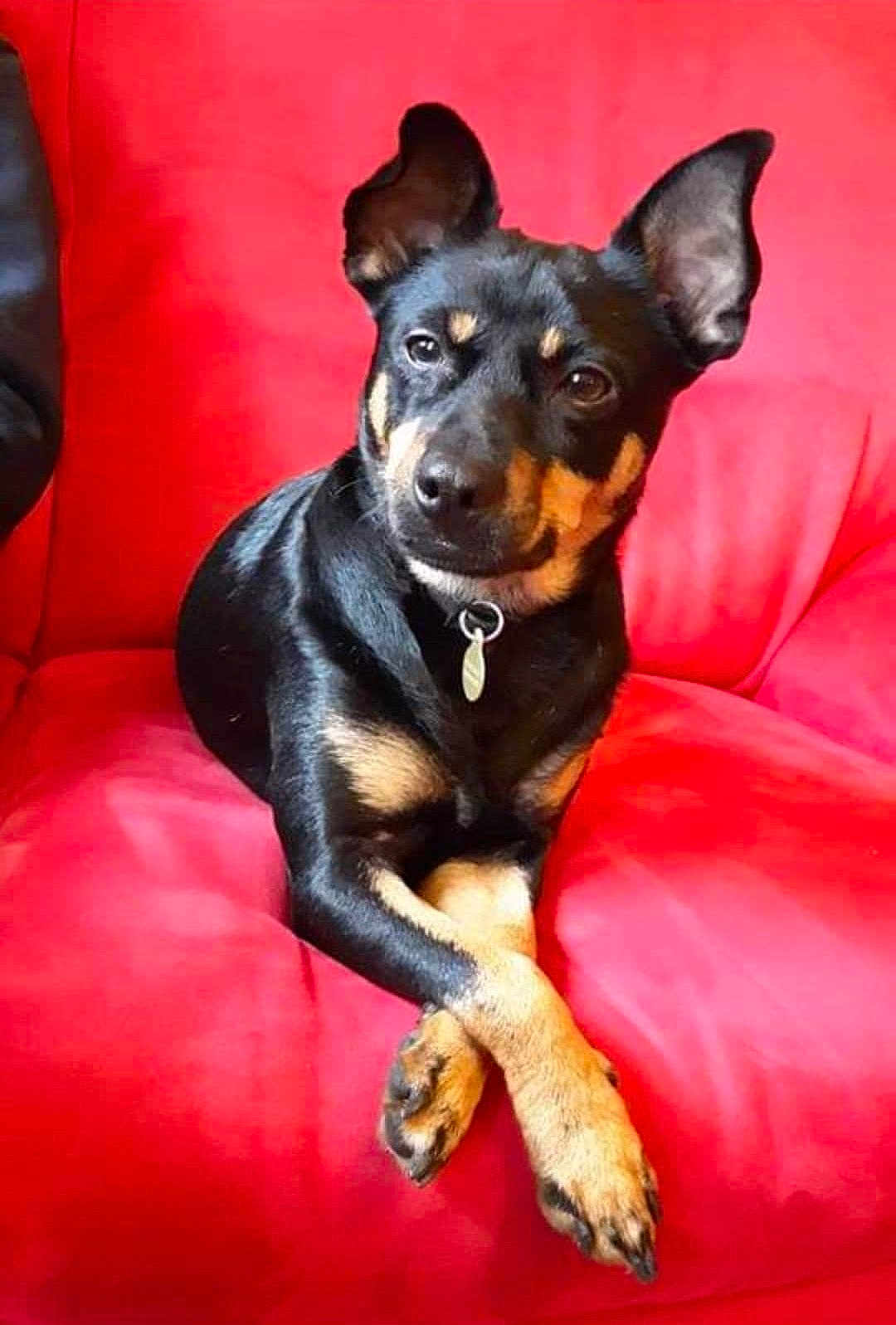 Mika