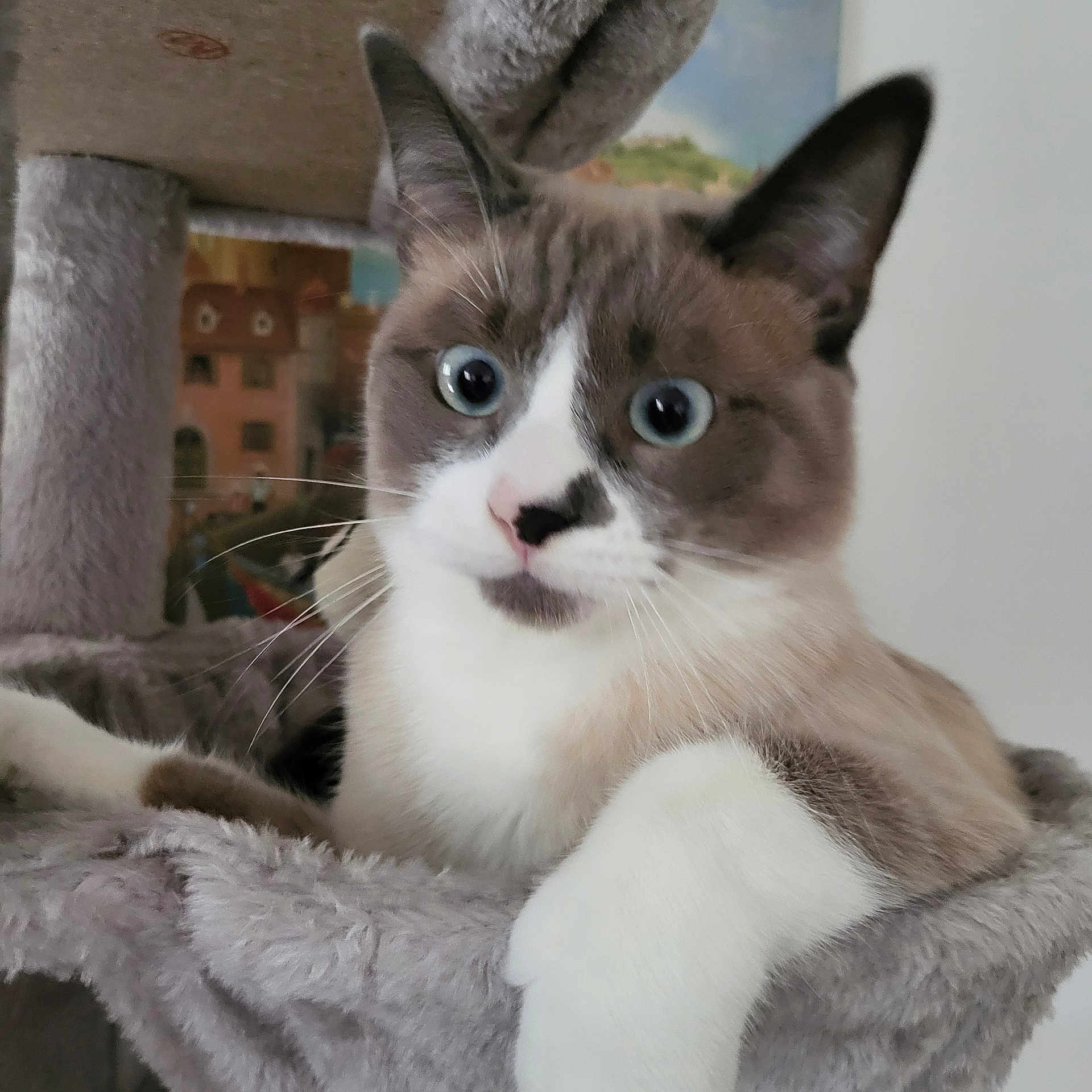 Twelve a rejoint le concours — aidez-le/la à gagner de superbes lots ! cat, feline, pet, indoor, cat_tree, fluffy, white_paw, blue_eyes, curious, relaxed, portrait, animal, whiskers, closeup, soft_texture, household, furniture, painting, gray, cute