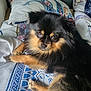 animal, bedspread, black_and_tan, canine, companion, cozy, cute, dog, domestic_animal, fluffy, fur, indoor, looking_up, lying_down, patterned, pet, pomeranian, relaxed, resting, small_dog