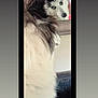 Moses joined the competition — help win amazing prizes! dog, mirror, reflection, fluffy, black_and_white, indoor, pet, curious, grooming, fur, tie_dye, person, home, casual, portrait, animal, close_up, looking, face, background