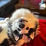 Moses joined the competition — help win amazing prizes! dog, fluffy, upside_down, red_blanket, indoor, pet, canine, fur, nose, teeth, cozy, relaxed, close_up, laying_down, black_and_white, animal, cute, portrait, domestic, soft_lighting