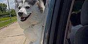Moses joined the competition — help win amazing prizes! dog, husky, car, window, outdoor, sky, clouds, happy, pet, animal, sideview, road, greenery, sunny, canine, fur, smiling, travel, nature, transportation