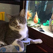 Ollie is registered to the contest to win money with this photo: cat, fish, fish_tank, pet, gray_cat, orange_fish, indoor, curious, animal, aquarium, relaxing, closeup, feline, water, glass, home, domestic_animal, portrait, cute, resting