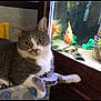 animal, aquarium, cat, closeup, curious, cute, domestic_animal, feline, fish, fish_tank, glass, gray_cat, home, indoor, orange_fish, pet, portrait, relaxing, resting, water