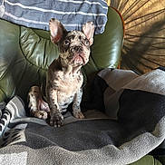 Persée a rejoint le concours — aidez-le/la à gagner de superbes lots ! animal, blanket, brindle, close_up, comfortable, cozy, curtain, dog, ears_up, french_bulldog, indoor, leather_chair, looking_up, pet, puppy, seated, shadow, sunlight, towel, young_dog