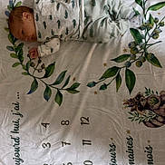 Harper participe au concours pour gagner de l'argent avec cette photo : baby, newborn, infant, blanket, milestone_blanket, wooden_ring, pajamas, lying_down, sleeping, leafy_pattern, owl_illustration, raccoon_illustration, numbers, nursery, cozy, soft_textile, green, portrait, cute, photography