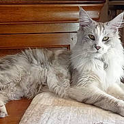 Tapas participe au concours pour gagner de l'argent avec cette photo : cat, fluffy, lounging, wooden_surface, quilt, indoor, pet, feline, relaxed, long_hair, ears, eyes, paws, muzzle, tail, fur, cozy, domestic, animal, resting