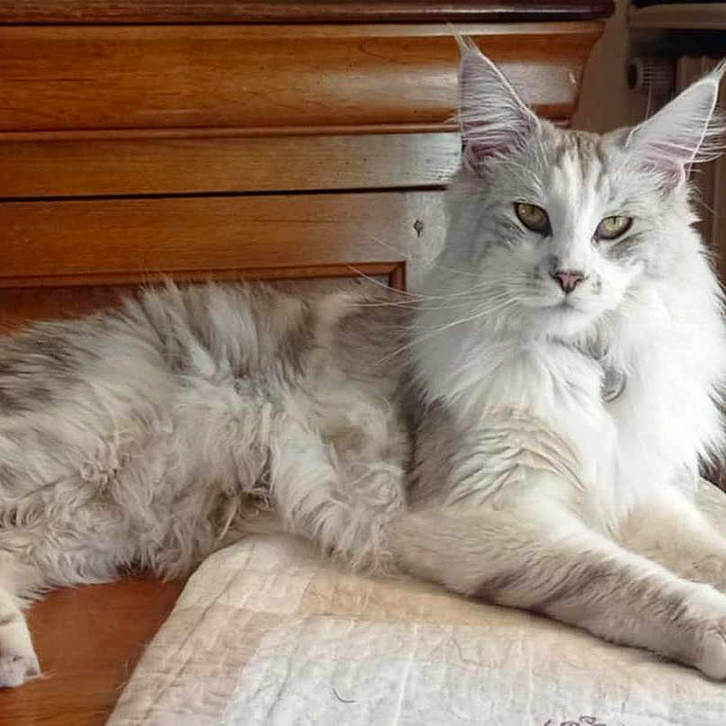 Tapas participe au concours pour gagner de l'argent avec cette photo : cat, fluffy, lounging, wooden_surface, quilt, indoor, pet, feline, relaxed, long_hair, ears, eyes, paws, muzzle, tail, fur, cozy, domestic, animal, resting