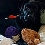 black_background, black_dog, blanket, closeup, couch, cozy, dog, eyes, fur, hedgehog_toy, indoor, labrador_retriever, nose, pet, pillow, plush_toy, portrait, resting, stuffed_animal, teddy_bear