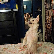 Choppo is registered to the contest to win money with this photo: animal, bed, bedroom, blanket, carpet, clothing, cute, dog, dresser, fluffy, furniture, home, indoor, mirror, person, pet, playing, reflection, sitting, white_dog