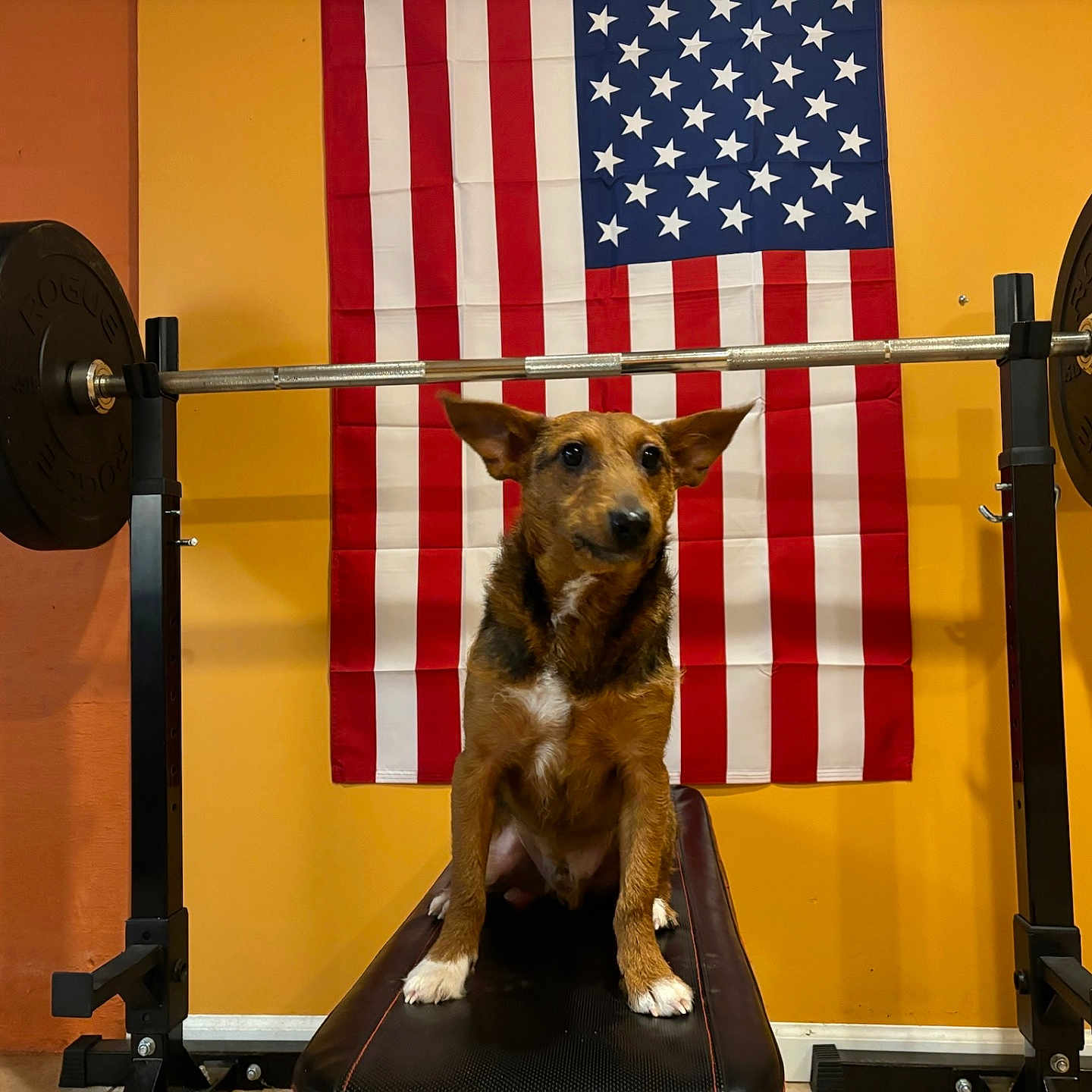 Nemo joined the competition — help win amazing prizes! animal, architecture, building, canine, dog, fitness, flag, germanshepherd, gym, gymweights, outdoors, pet, policedog, puppy, shelter, sport, workingout
