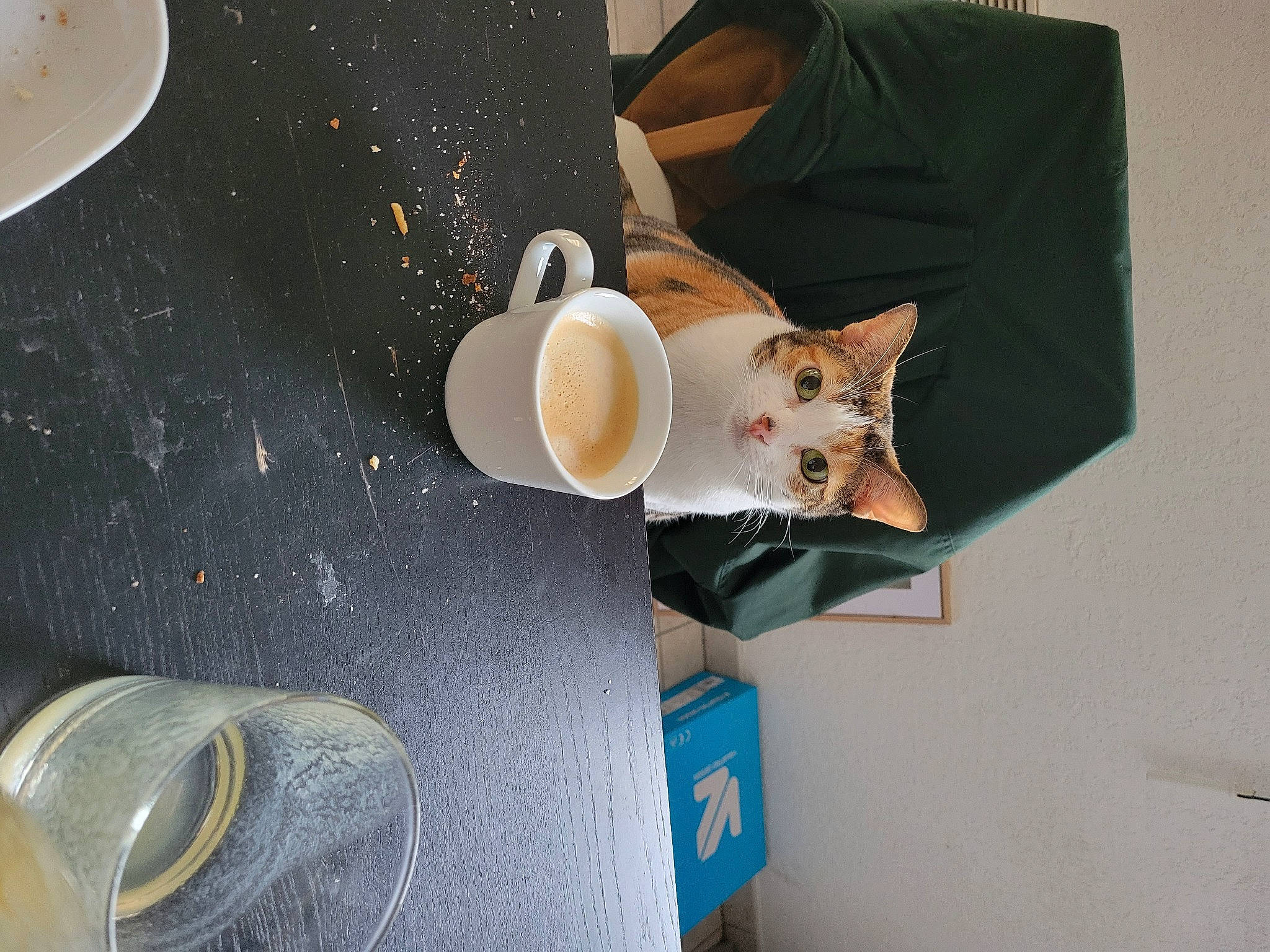 Pumba a rejoint le concours — aidez-le/la à gagner de superbes lots ! carnivore, cat, circle, couch, cup, dishware, domestic_short_haired_cat, drinkware, fawn, felidae, material_property, paper_towel, porcelain, product, serveware, small_to_medium_sized_cats, stuffed_toy, tableware, teddy_bear, whiskers