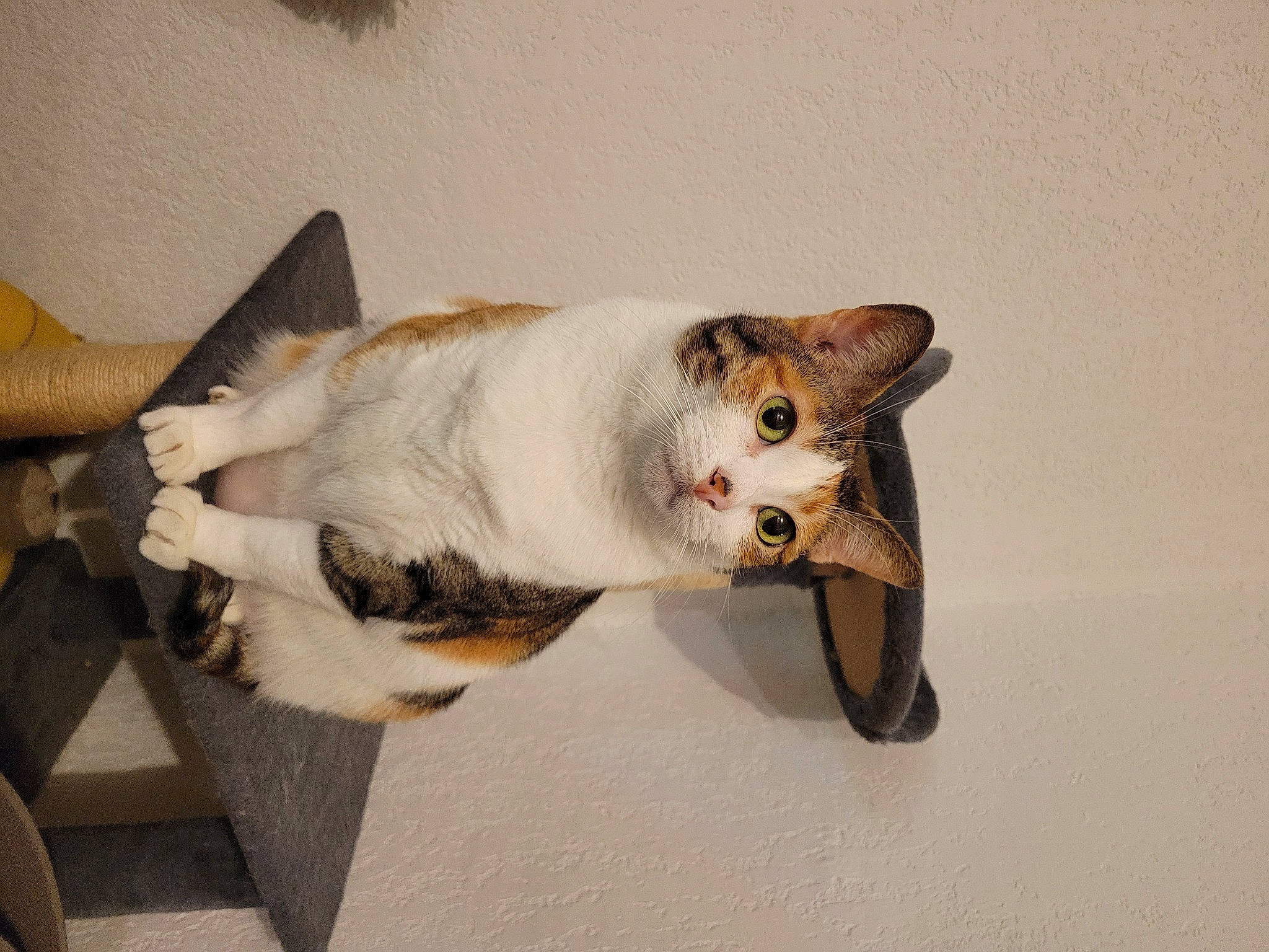 Pumba participe au concours pour gagner de l'argent avec cette photo : carnivore, cat, collar, domestic_short_haired_cat, fawn, felidae, fur, paw, small_to_medium_sized_cats, tail, whiskers, wood