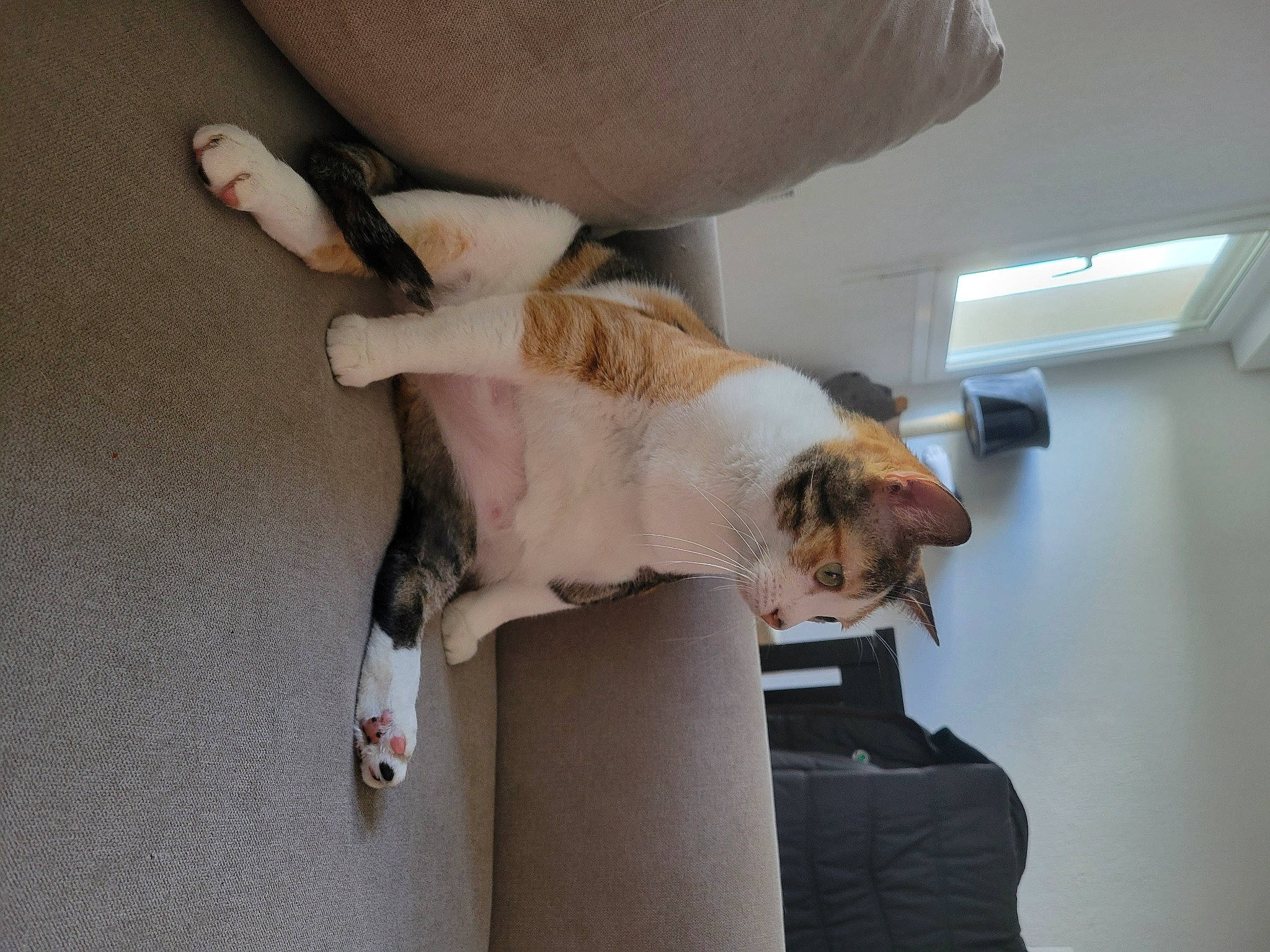 Pumba participe au concours pour gagner de l'argent avec cette photo : canidae, carnivore, comfort, companion_dog, couch, dog, dog_breed, fawn, felidae, floor, flooring, fur, hardwood, human_leg, room, small_to_medium_sized_cats, sporting_group, tail, wood, working_animal