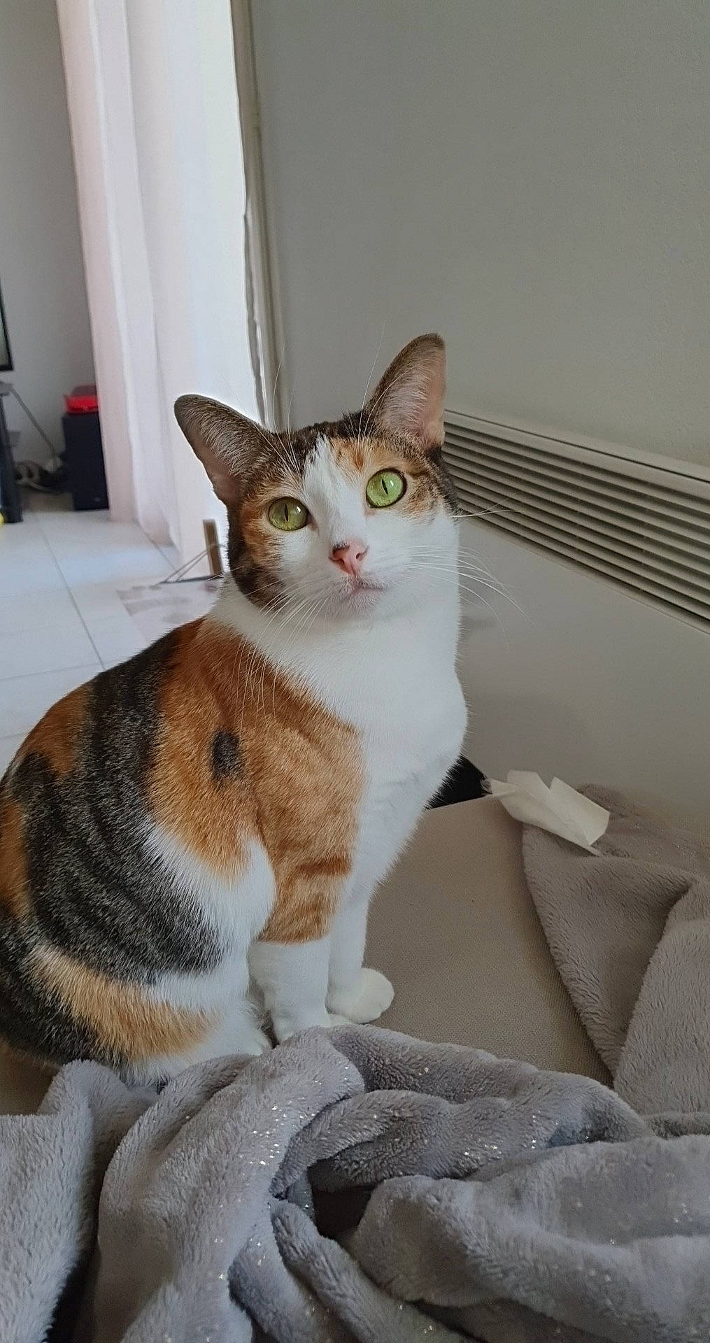 Pumba a rejoint le concours — aidez-le/la à gagner de superbes lots ! carnivore, cat, comfort, domestic_short_haired_cat, felidae, fur, sitting, small_to_medium_sized_cats, snout, tail, terrestrial_animal, whiskers