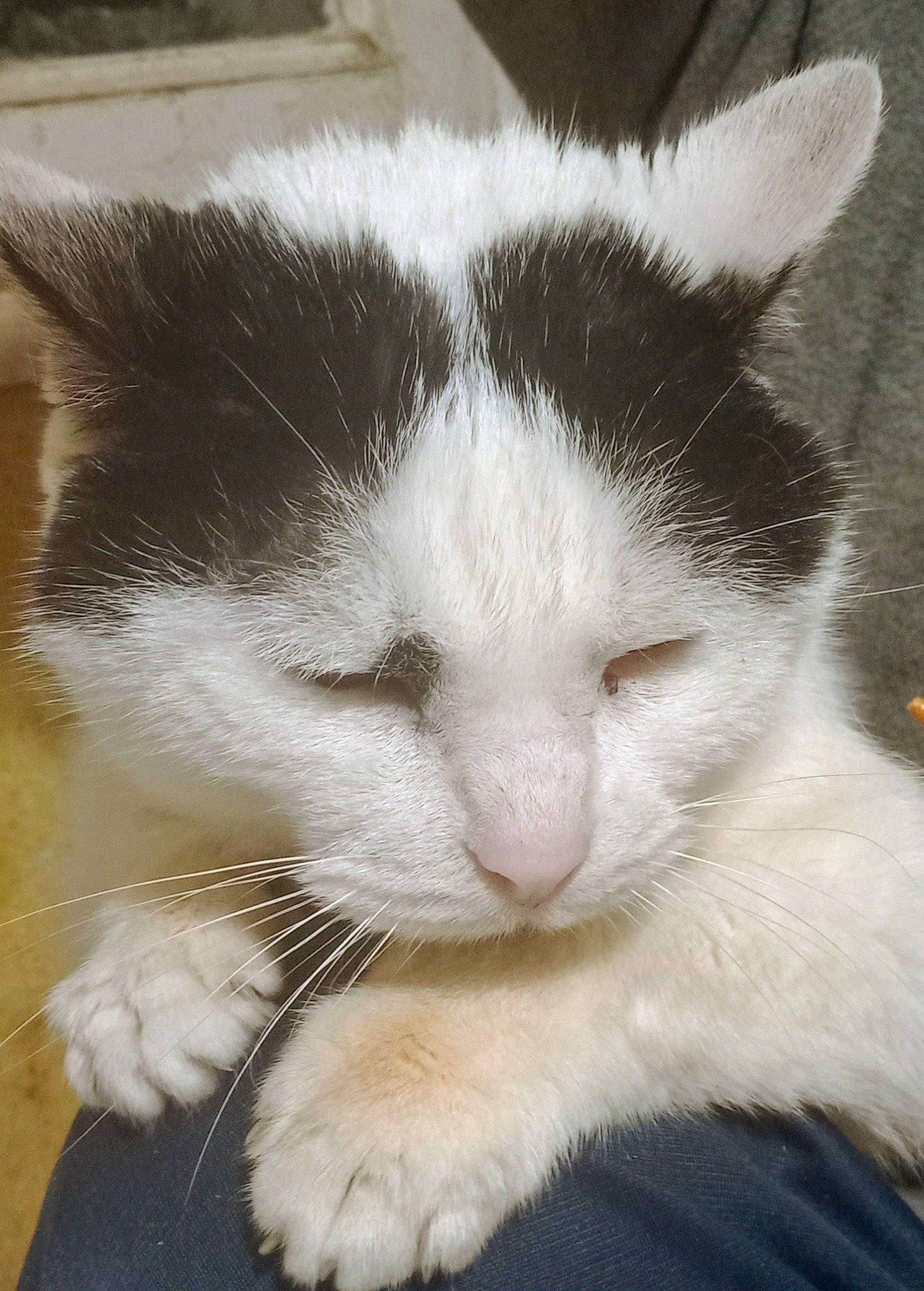 Inouk a rejoint le concours — aidez-le/la à gagner de superbes lots ! carnivore, cat, claw, comfort, domestic_short_haired_cat, felidae, fur, nap, paw, small_to_medium_sized_cats, snout, tail, terrestrial_animal, whiskers, window