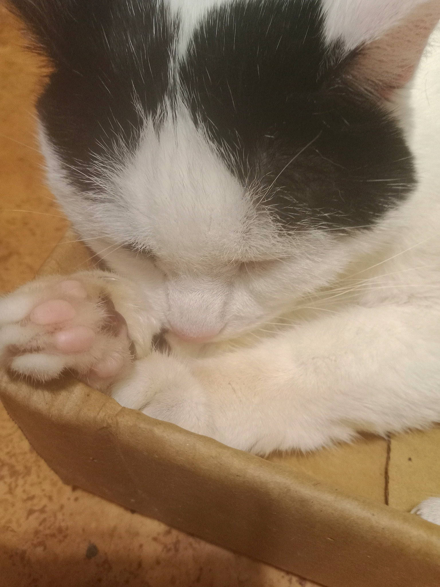 Inouk participe au concours pour gagner de l'argent avec cette photo : box, carnivore, cat, cat_supply, claw, comfort, domestic_short_haired_cat, felidae, flooring, foot, fur, nap, paw, pet_supply, small_to_medium_sized_cats, snout, tail, vertebrate, whiskers, wood