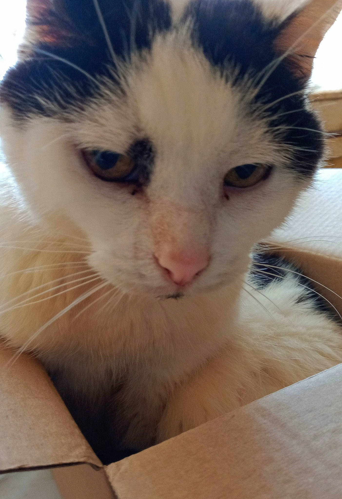 Inouk participe au concours pour gagner de l'argent avec cette photo : carnivore, cat, comfort, domestic_short_haired_cat, eye, felidae, fur, head, small_to_medium_sized_cats, snout, whiskers