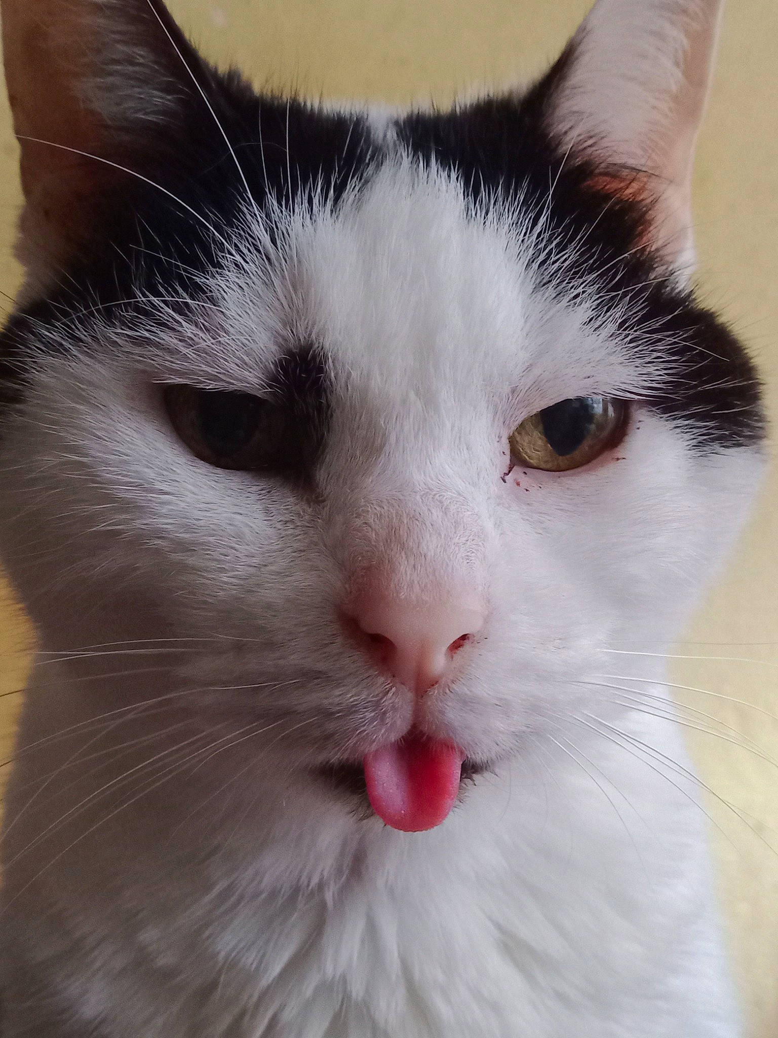 Inouk participe au concours pour gagner de l'argent avec cette photo : carnivore, cat, comfort, domestic_short_haired_cat, felidae, fur, small_to_medium_sized_cats, snout, tail, whiskers