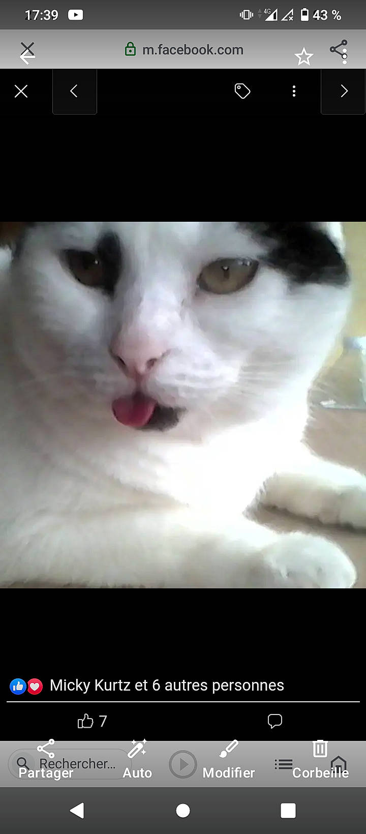 Inouk a rejoint le concours — aidez-le/la à gagner de superbes lots ! carnivore, cat, darkness, domestic_short_haired_cat, eyelash, felidae, fur, iris, no_expression, nose, photo_caption, small_to_medium_sized_cats, terrestrial_animal, whiskers