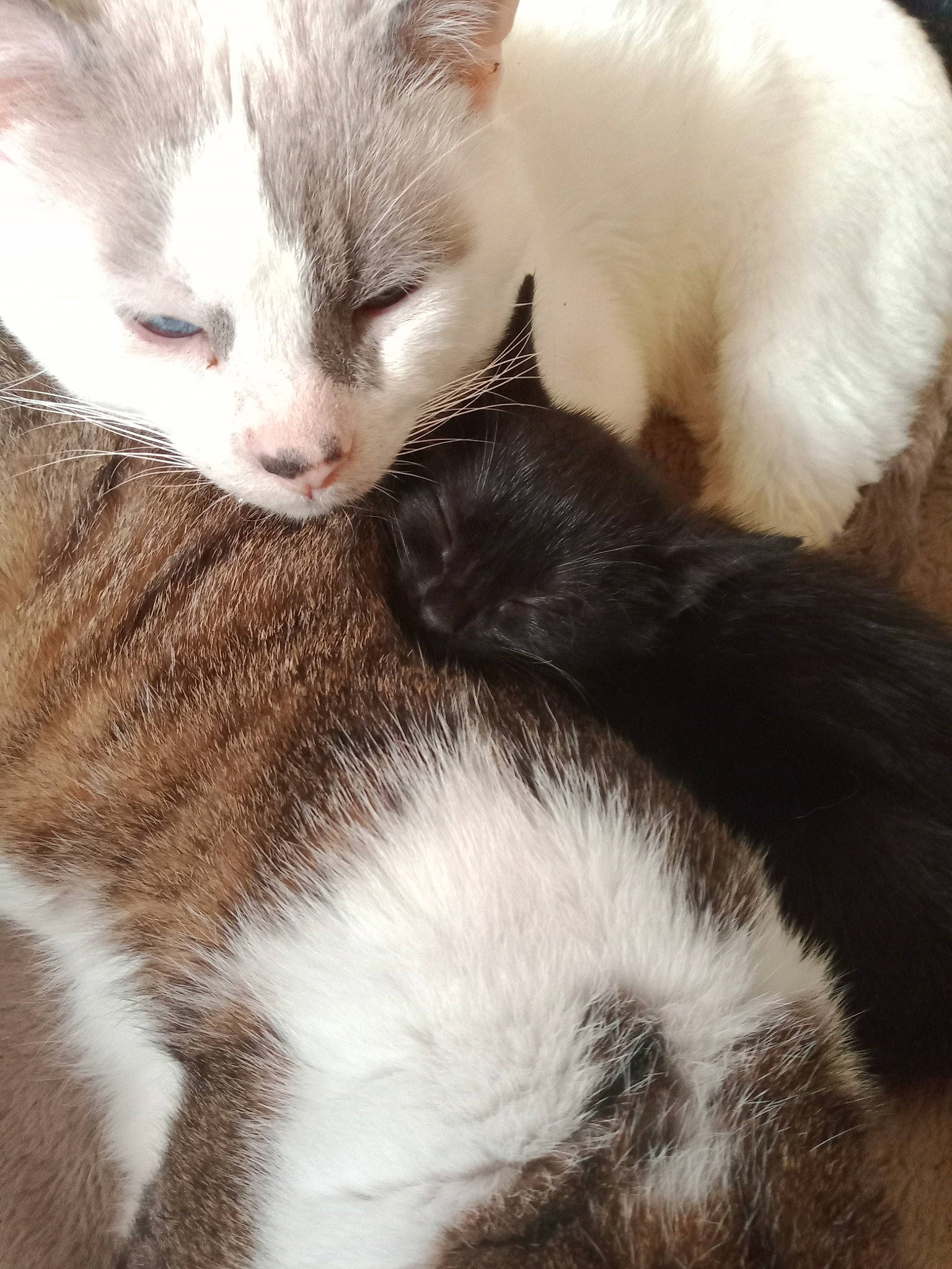 Schmouzy participe au concours pour gagner de l'argent avec cette photo : carnivore, cat, claw, comfort, domestic_short_haired_cat, felidae, fur, nap, paw, small_to_medium_sized_cats, tail, whiskers, white