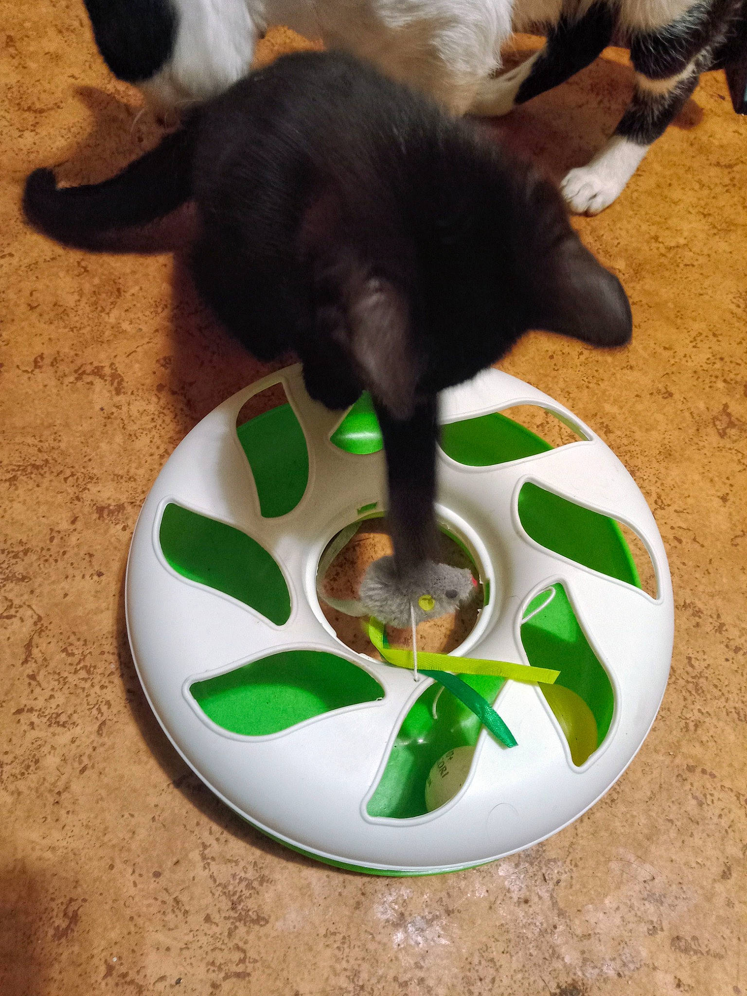 Schmouzy a rejoint le concours — aidez-le/la à gagner de superbes lots ! animal_feed, carnivore, cat, cat_supply, circle, domestic_short_haired_cat, felidae, flooring, grass, houseplant, mammal, pet_food, pet_supply, plant, small_animal_food, small_to_medium_sized_cats, spoon, tail, vertebrate, whiskers