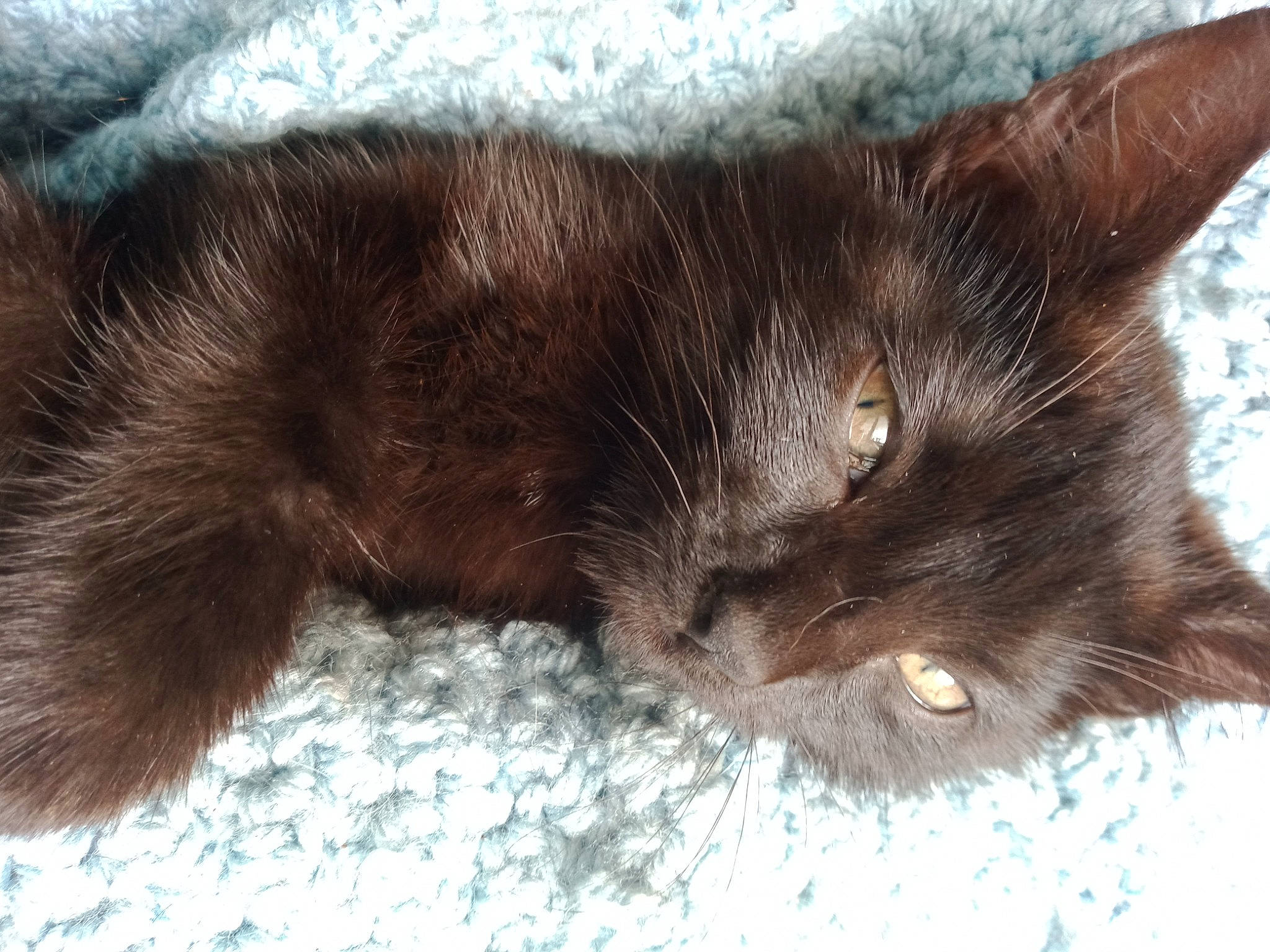 Schmouzy a rejoint le concours — aidez-le/la à gagner de superbes lots ! black_cat, brown, carnivore, cat, claw, comfort, domestic_short_haired_cat, ear, felidae, fur, liver, small_to_medium_sized_cats, snout, tail, terrestrial_animal, whiskers