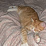 animal, bed, blanket, cat, comfort, cozy, cute, domestic_animal, feline, fur, ginger_cat, indoor, mammal, patterned_bedspread, paw, pet, relaxed, resting, sleeping, whiskers