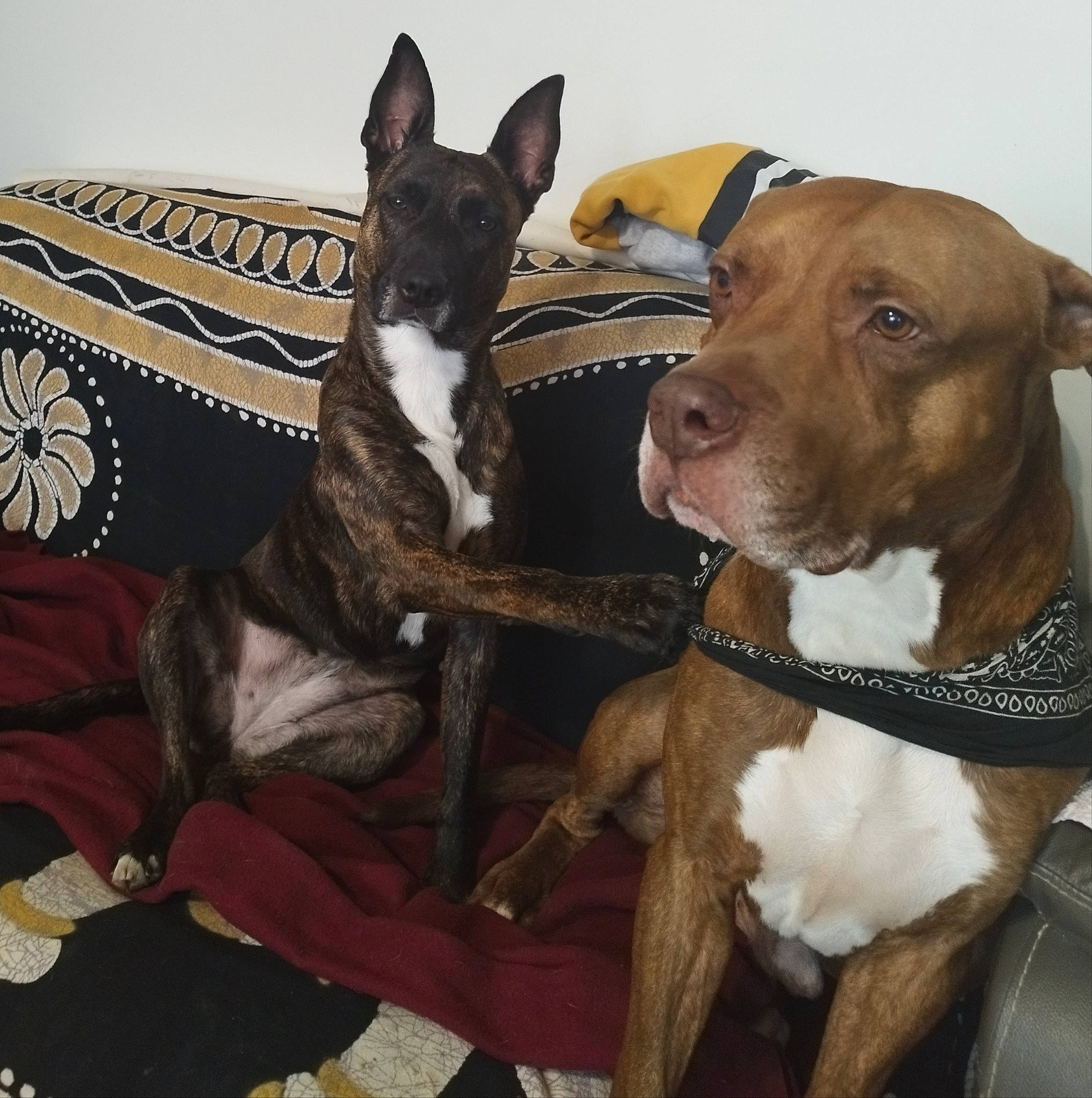 Chivas participe au concours pour gagner de l'argent avec cette photo : canidae, carnivore, collar, comfort, companion_dog, dog, dog_breed, dog_collar, dog_supply, fashion_accessory, fawn, guard_dog, hunting_dog, liver, non_sporting_group, pet_supply, sporting_group, whiskers, working_animal, working_dog