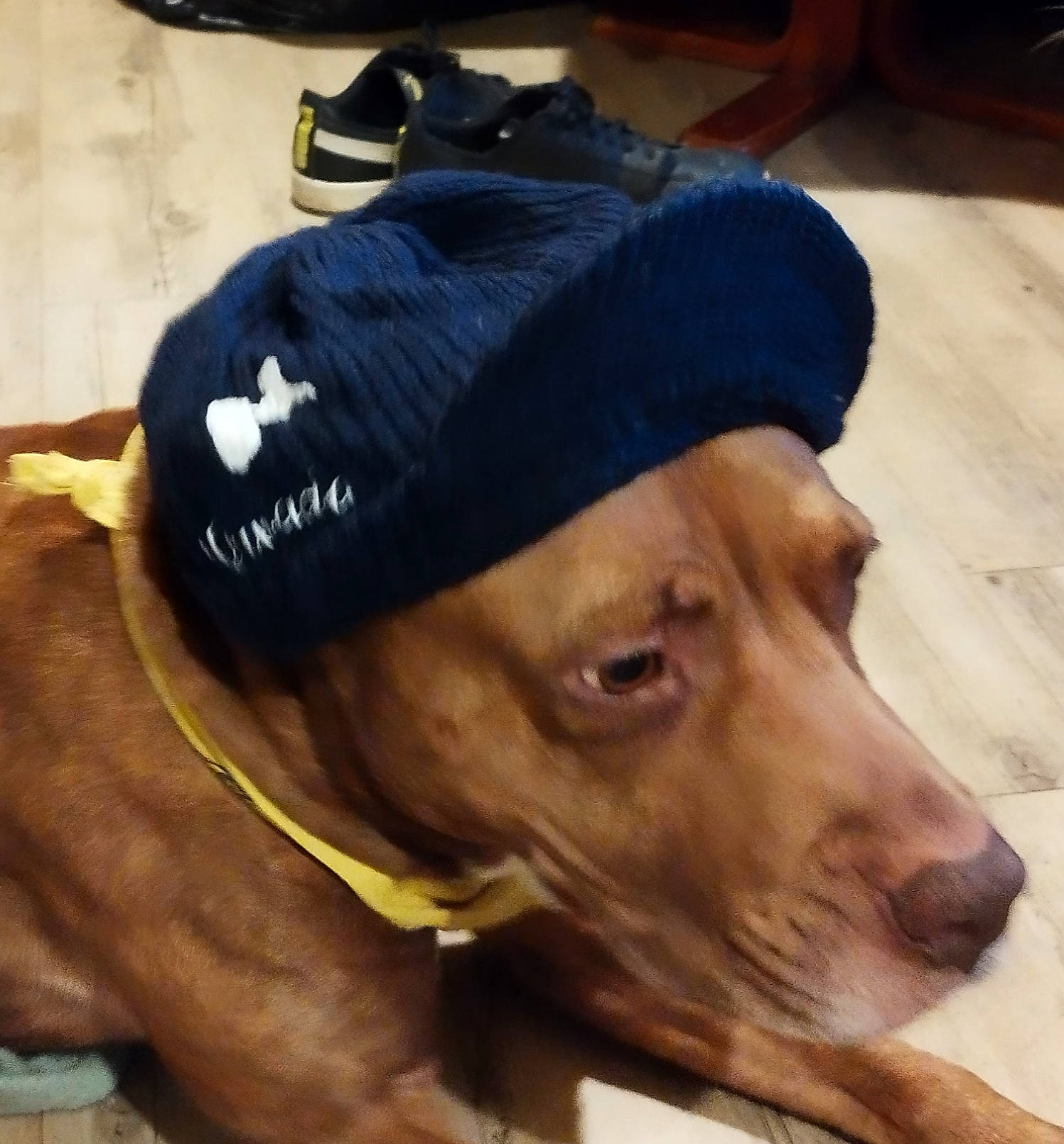 Chivas participe au concours pour gagner de l'argent avec cette photo : cap, carnivore, collar, companion_dog, dog, dog_breed, dog_clothes, dog_collar, fashion_accessory, fawn, hat, leash, liver, personal_protective_equipment, pet_supply, selfie, snout, sporting_group, whiskers, working_animal