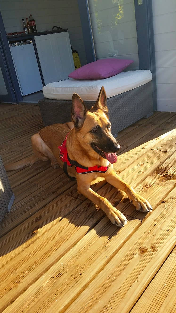 Melba La Pecheresse a rejoint le concours — aidez-le/la à gagner de superbes lots ! carnivore, collar, companion_dog, deck, dog, dog_breed, dog_supply, fawn, floor, flooring, hardwood, laminate_flooring, plank, snout, tail, window, wood, wood_flooring, wood_stain, working_animal