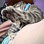 Dusty joined the competition — help win amazing prizes! cat, paw, blur, striped, collar, hat, pet, feline, indoor, soft_surface, closeup, stretching, fur, animal, relaxing, domestic_animal, whiskers, cute, mammal, tabby