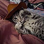 kitten, cat, tabby, paw, hat, cowboy_hat, cute, pet, feline, whiskers, fur, playful, sleepy, blanket, pink, cozy, indoor, close_up, young, resting