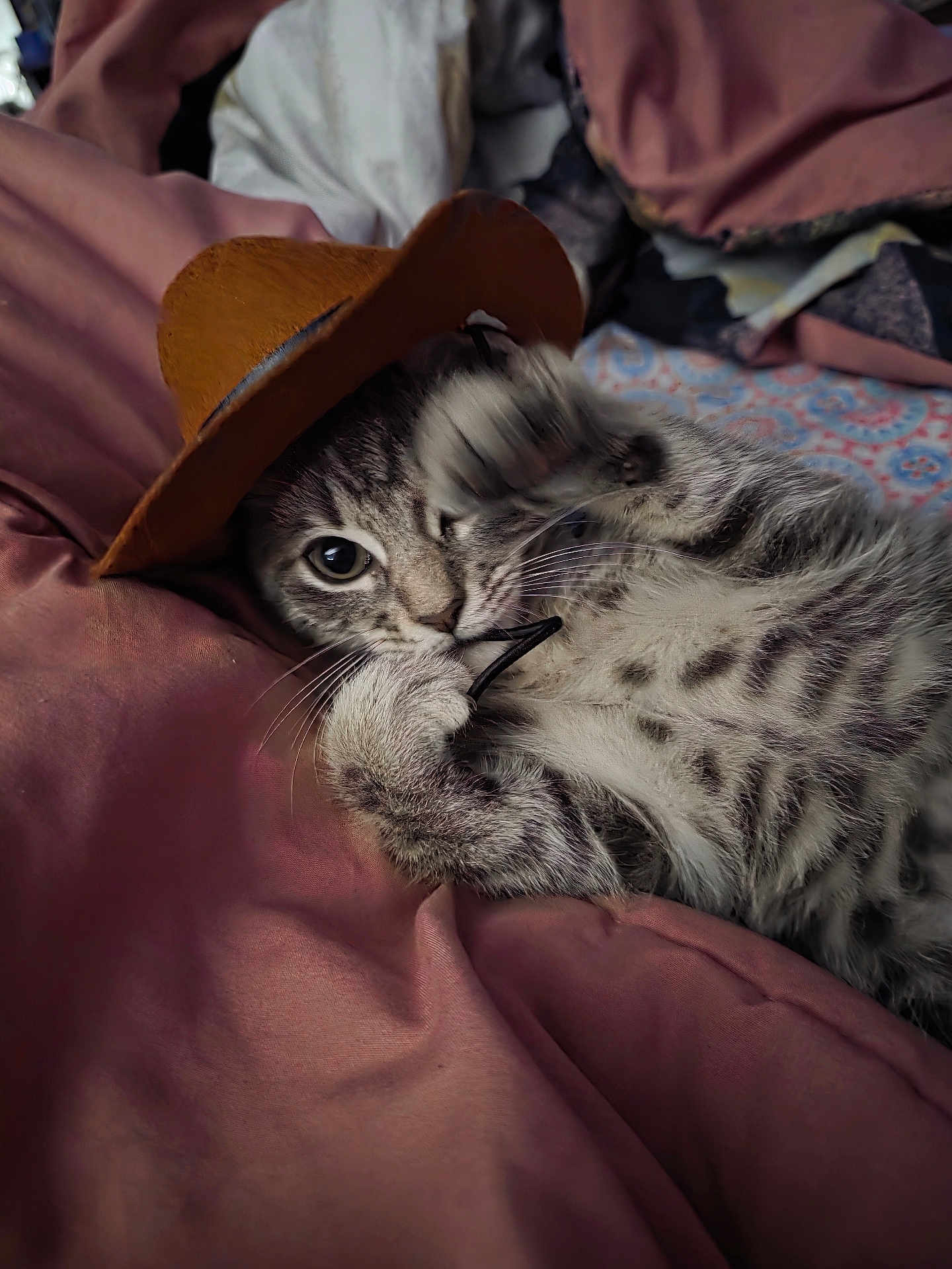 Dusty joined the competition — help win amazing prizes! kitten, cat, tabby, paw, hat, cowboy_hat, cute, pet, feline, whiskers, fur, playful, sleepy, blanket, pink, cozy, indoor, close_up, young, resting