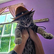 Dusty is registered to the contest to win money with this photo: cat, tabby, hat, cowboy_hat, pet, indoor, person, hands, window, curtains, purple_wall, denim_jacket, feline, cute, animal, domestic_animal, whiskers, paws, portrait, funny