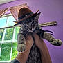 cat, tabby, hat, cowboy_hat, pet, indoor, person, hands, window, curtains, purple_wall, denim_jacket, feline, cute, animal, domestic_animal, whiskers, paws, portrait, funny