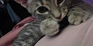 Dusty is registered to the contest to win money with this photo: cat, kitten, cowboy_hat, gray_tabby, pet, close_up, indoor, feline, animal, cute, young, resting, paw, curious, soft_surface, cozy, blurry, playful, hat, domestic