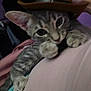 cat, kitten, cowboy_hat, gray_tabby, pet, close_up, indoor, feline, animal, cute, young, resting, paw, curious, soft_surface, cozy, blurry, playful, hat, domestic