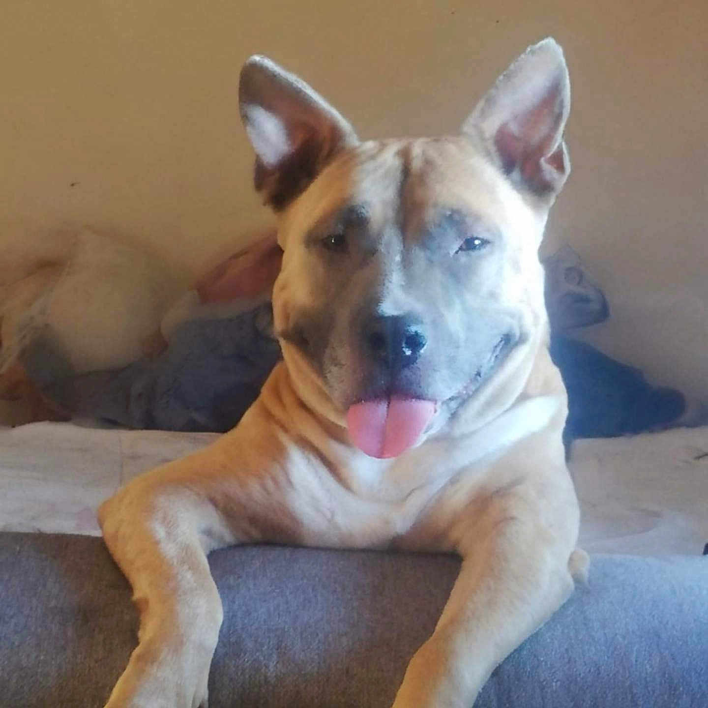 Nala