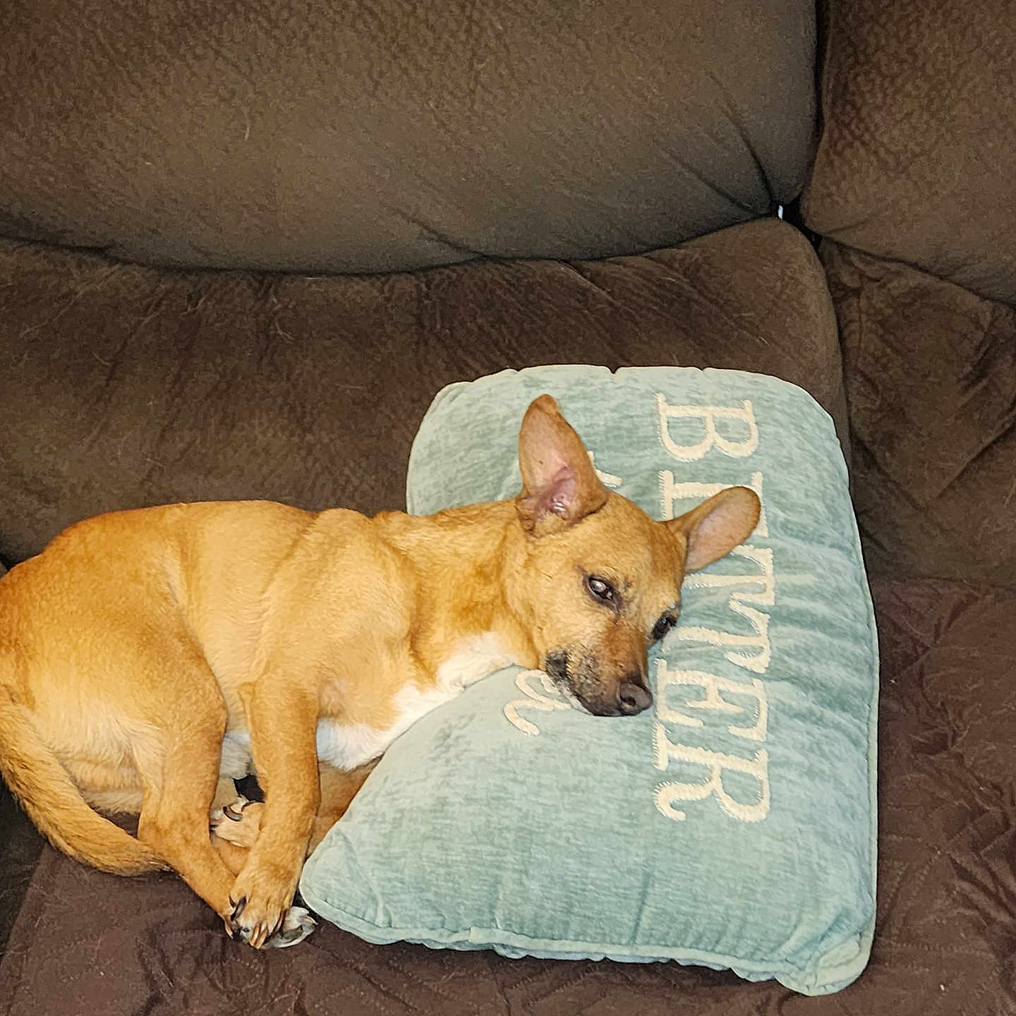Bear is registered to the contest to win money with this photo: animal, brown_couch, canine, couch, cozy, cushion, dog, domestic_animal, ears_up, furniture, home, indoor, laying_down, pet, pillow, relaxing, resting, sleepy, small_dog, tan_dog