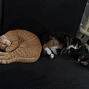 Gaze And Midnight joined the competition — help win amazing prizes! black_upholstery, cat, cat_tree, companions, couch, cozy, curled, fur, ginger_cat, home, indoor, nap, paw, pet, relaxing, sleeping, sofa, tortoiseshell_cat, two_cats, whiskers