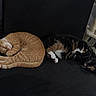 black_upholstery, cat, cat_tree, companions, couch, cozy, curled, fur, ginger_cat, home, indoor, nap, paw, pet, relaxing, sleeping, sofa, tortoiseshell_cat, two_cats, whiskers
