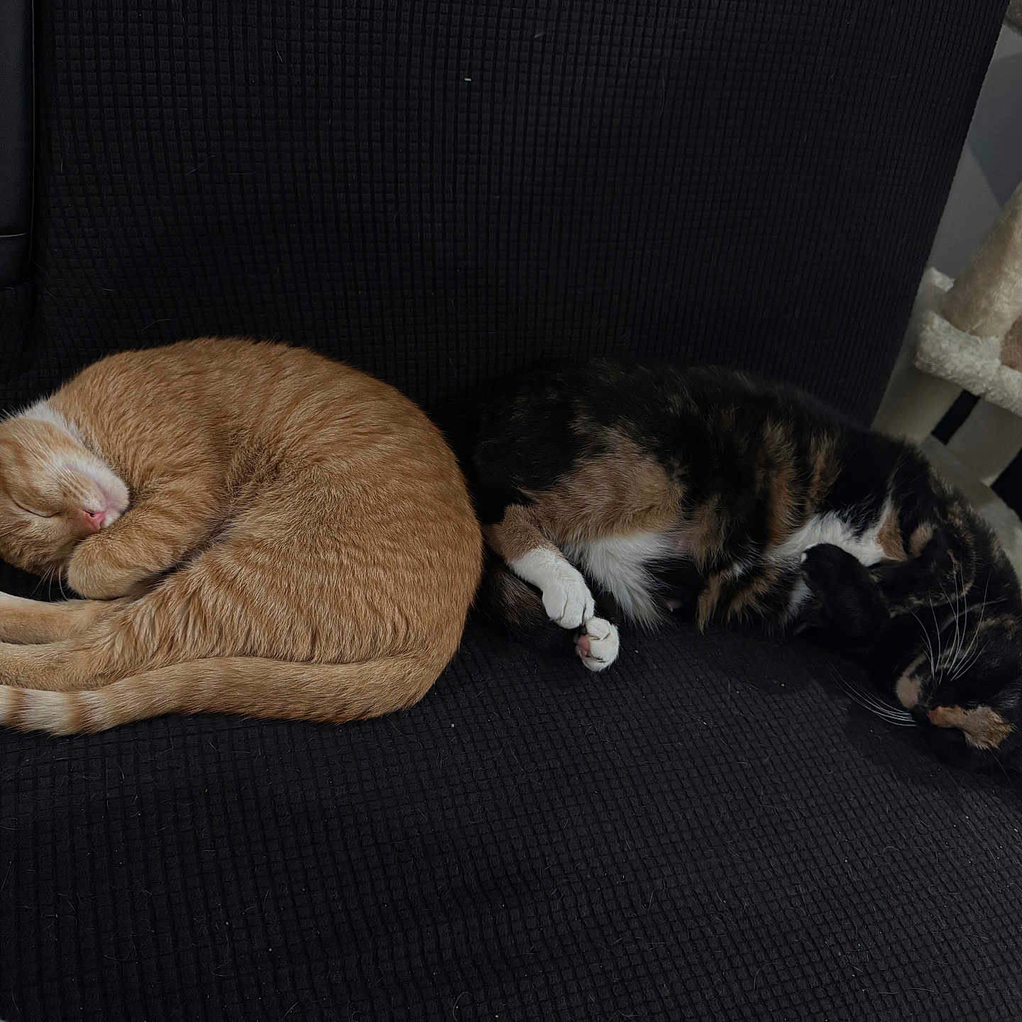 Gaze And Midnight joined the competition — help win amazing prizes! black_upholstery, cat, cat_tree, companions, couch, cozy, curled, fur, ginger_cat, home, indoor, nap, paw, pet, relaxing, sleeping, sofa, tortoiseshell_cat, two_cats, whiskers
