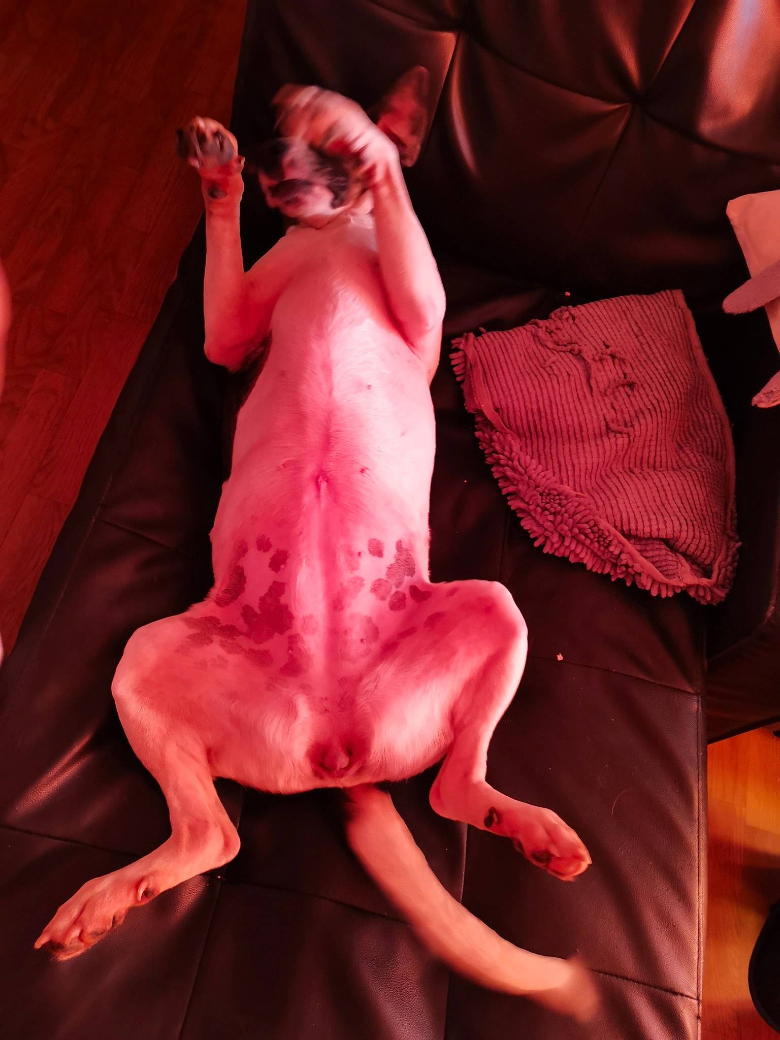 Maya a rejoint le concours — aidez-le/la à gagner de superbes lots ! barefoot, carnivore, chest, comfort, companion_dog, dog, dog_breed, entertainment, event, fawn, human_leg, joint, knee, magenta, neck, performing_arts, pink, thigh, trunk, working_animal